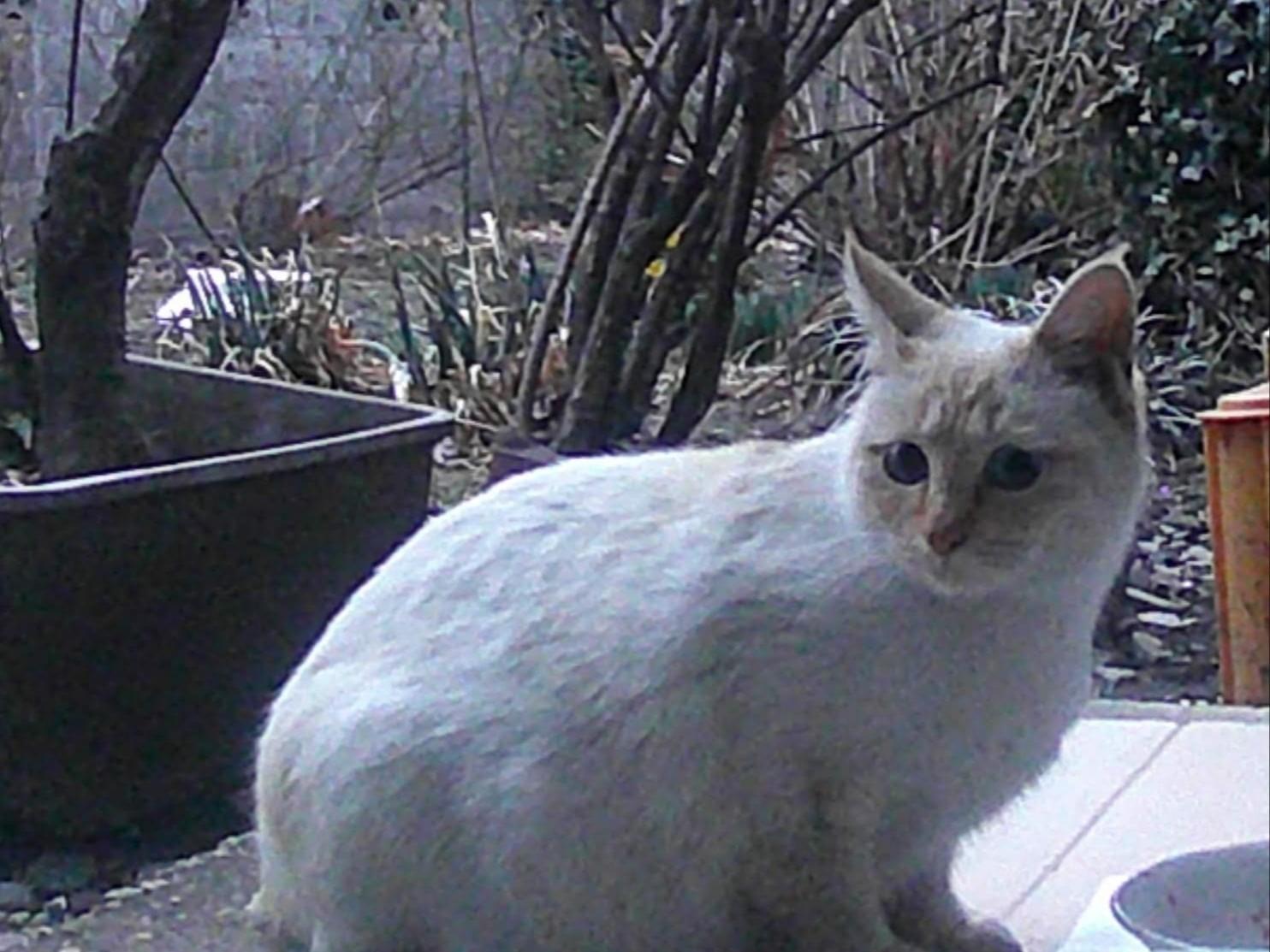 保護された猫 保護された猫