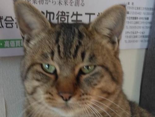 トラちゃん トラちゃん