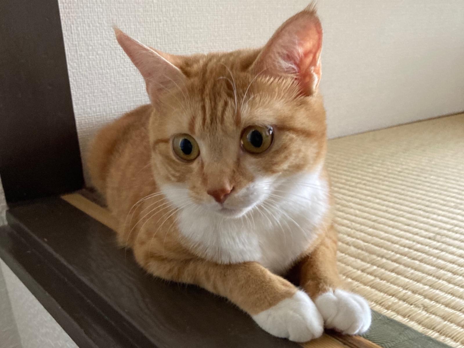 いろはちゃん いろはちゃん