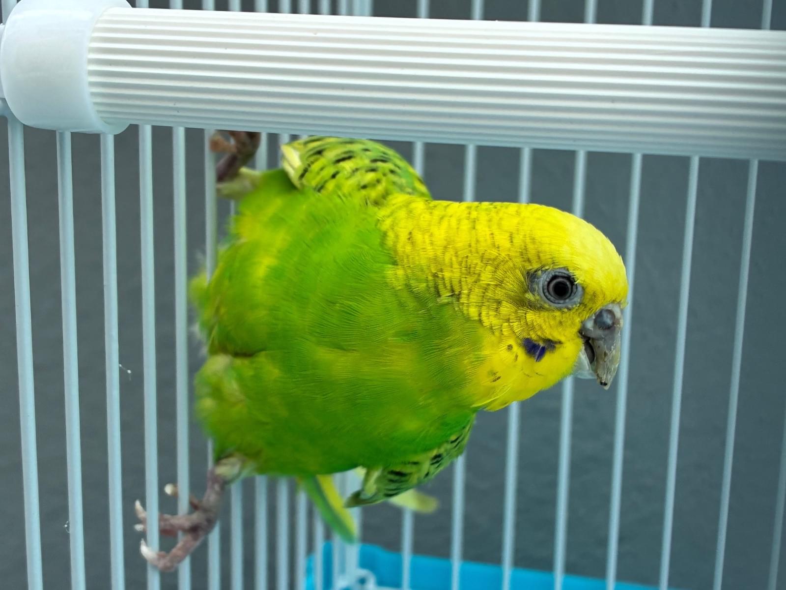 保護された鳥