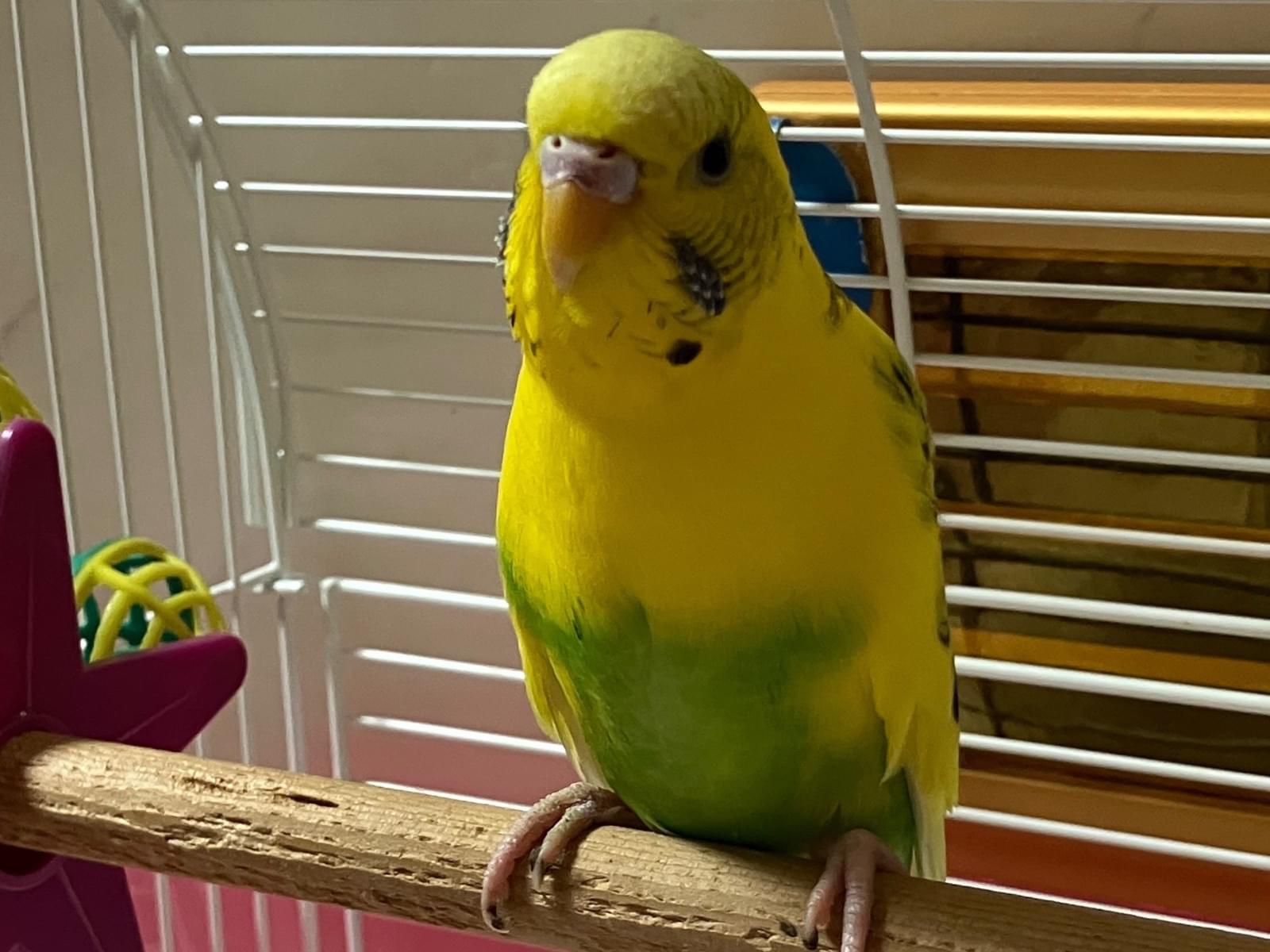保護された鳥 保護された鳥
