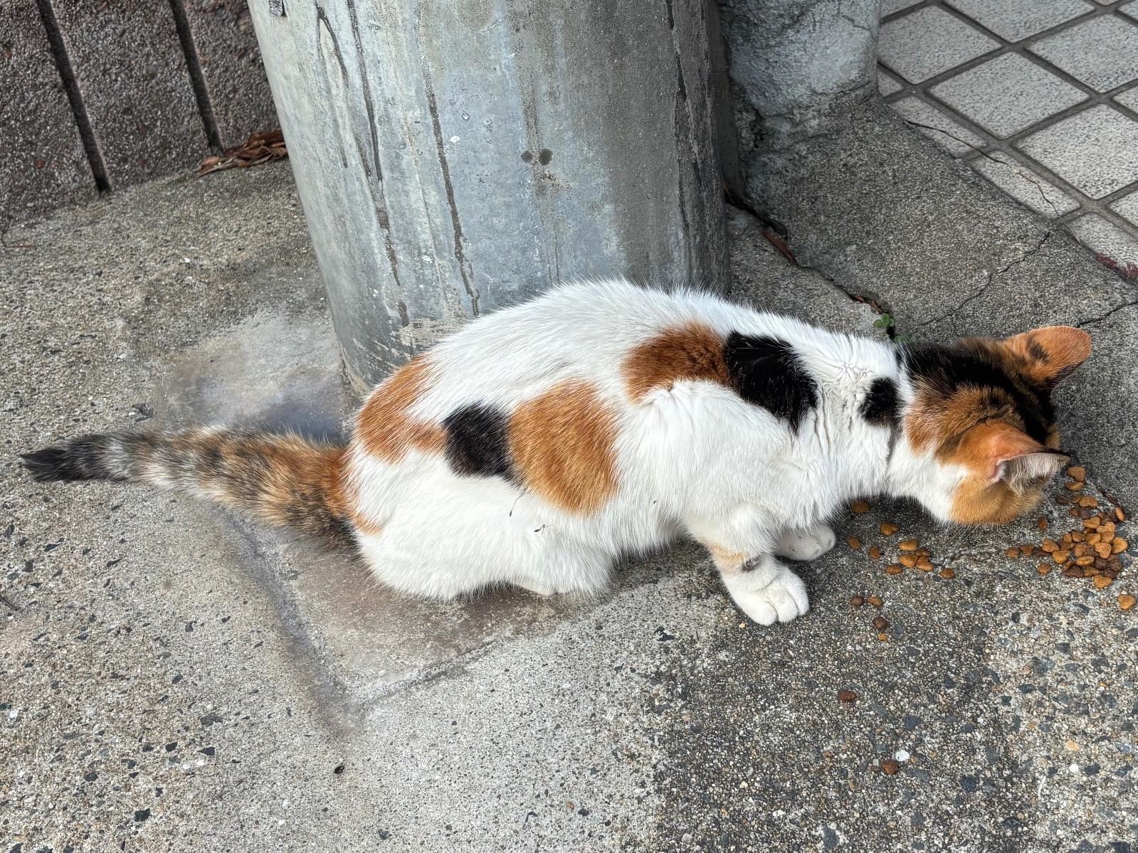 目撃された猫 目撃された猫