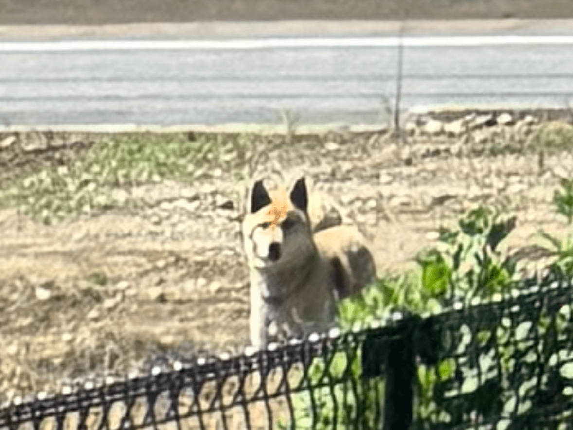 目撃された犬 目撃された犬