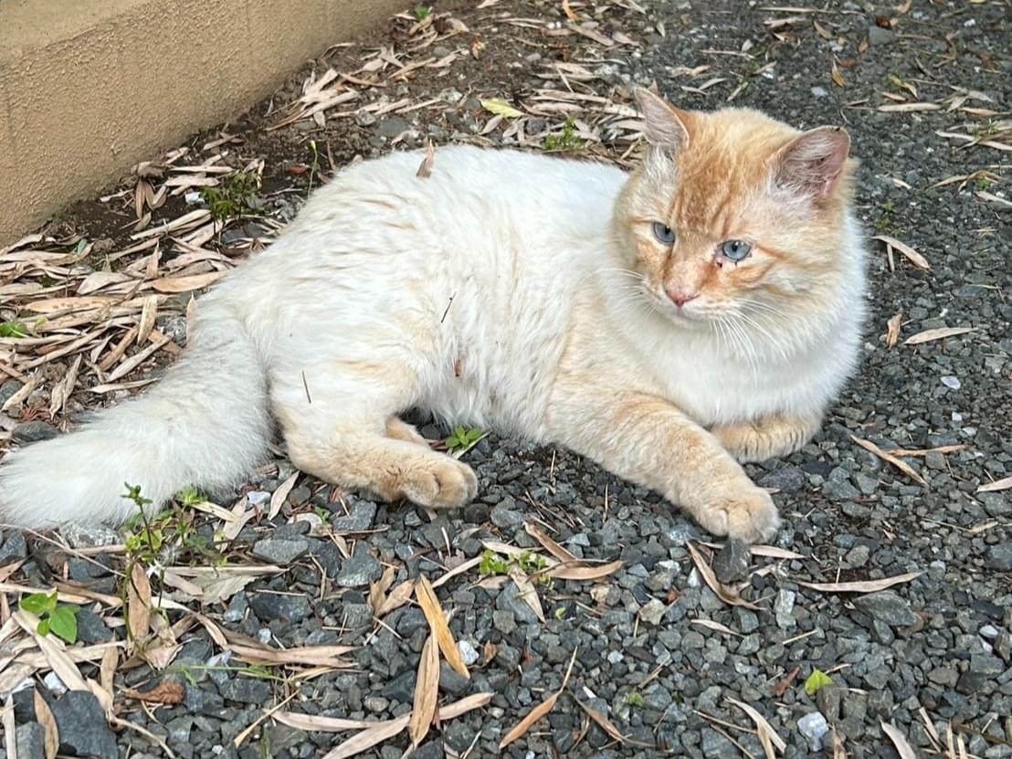 目撃された猫 目撃された猫