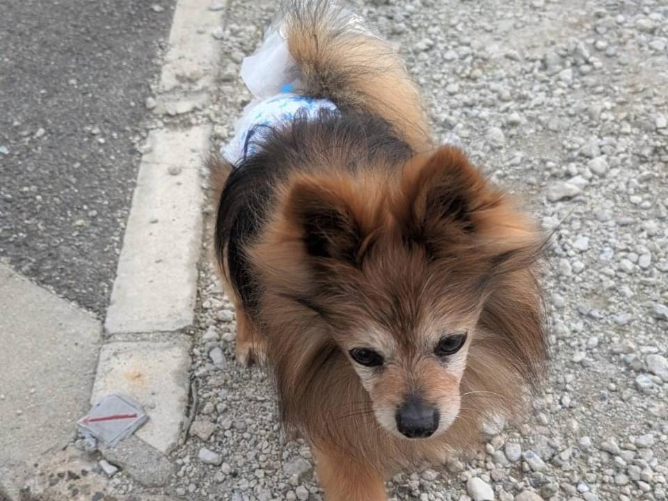 保護された犬