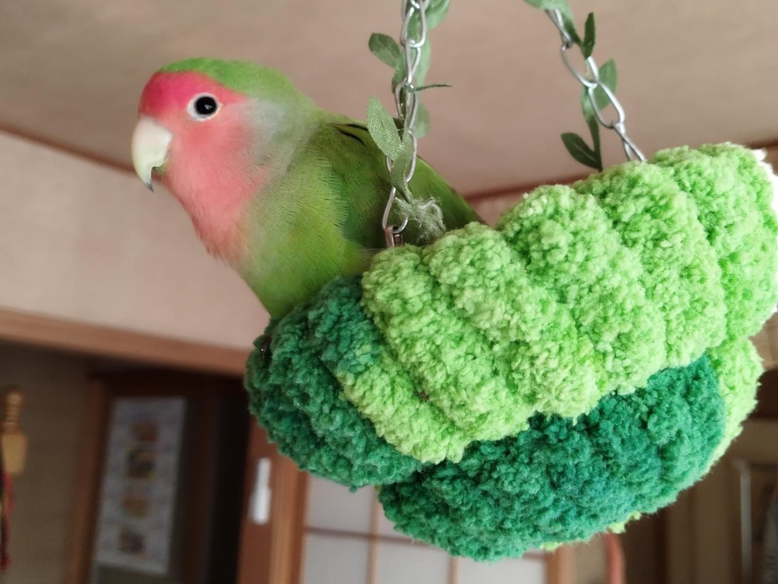 チャッピーちゃん