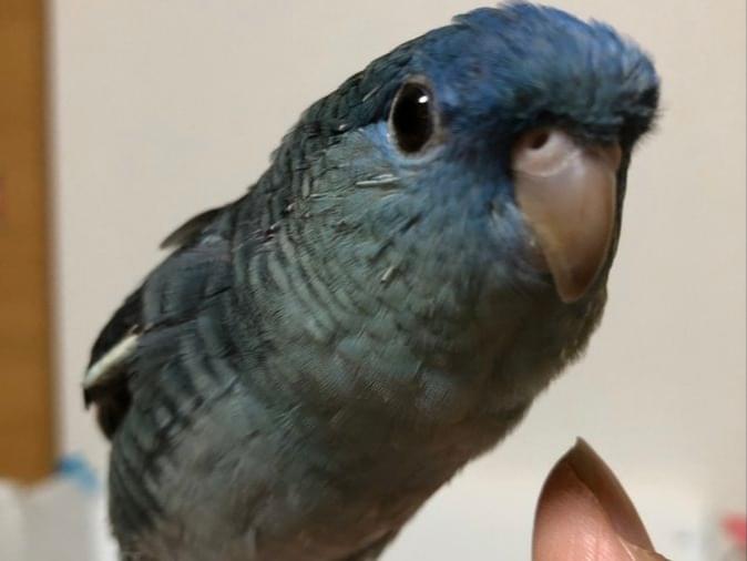 ポムちゃん ポムちゃん