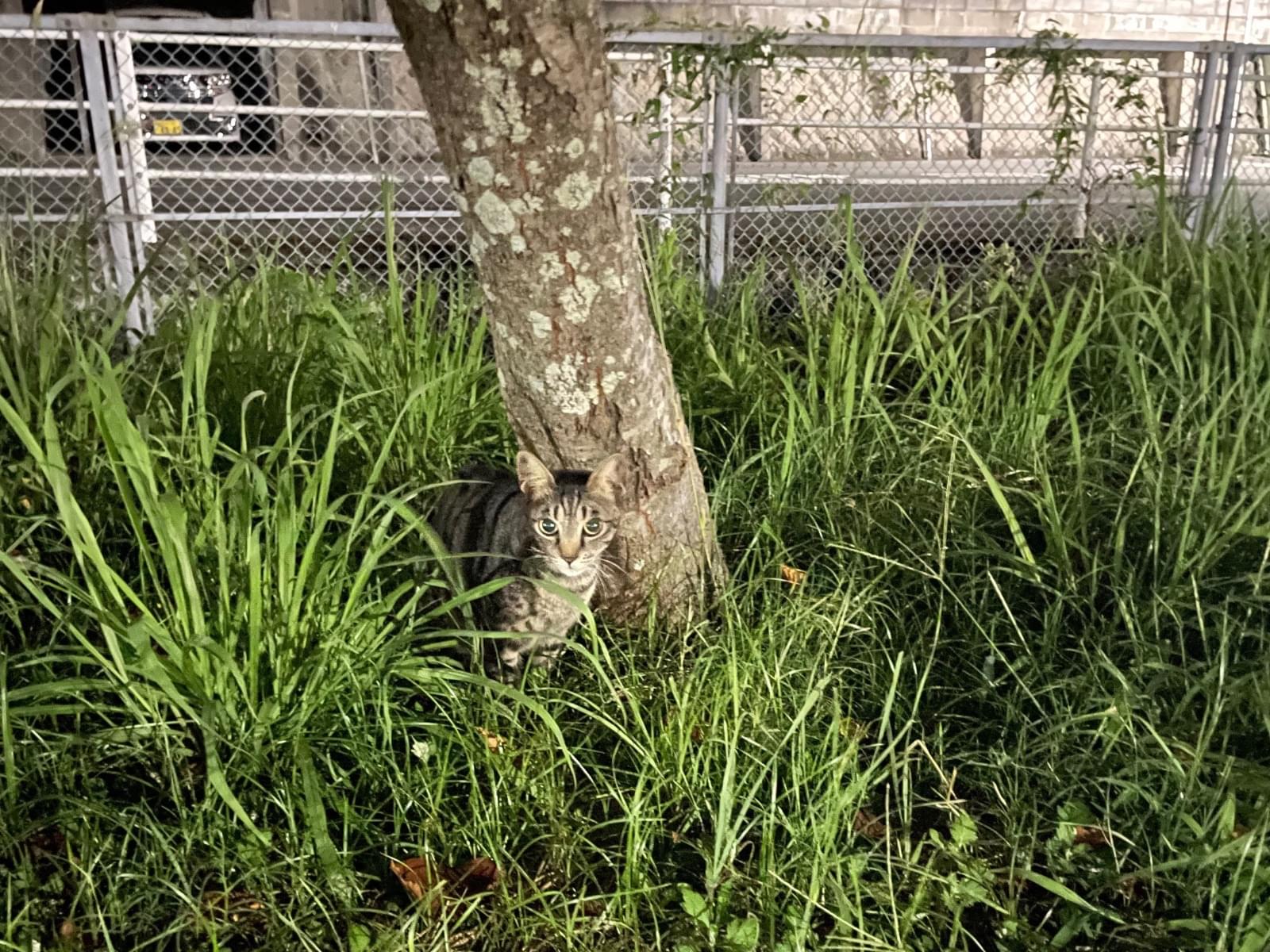 目撃された猫 目撃された猫