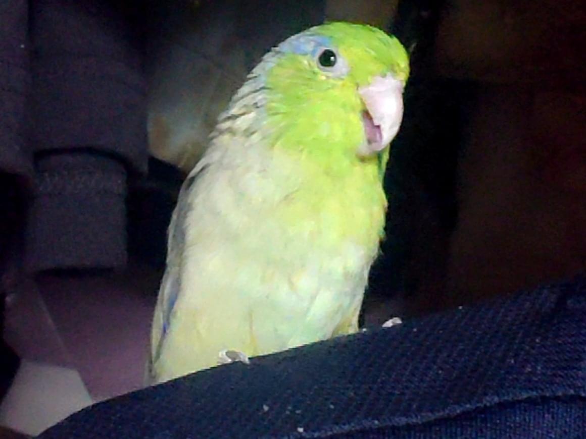 わさびちゃん わさびちゃん