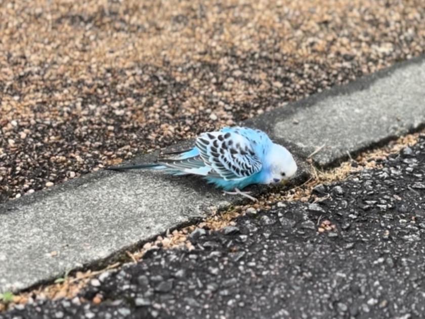 目撃された鳥 目撃された鳥