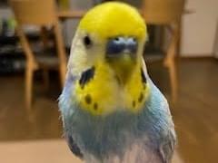 ピートちゃん ピートちゃん