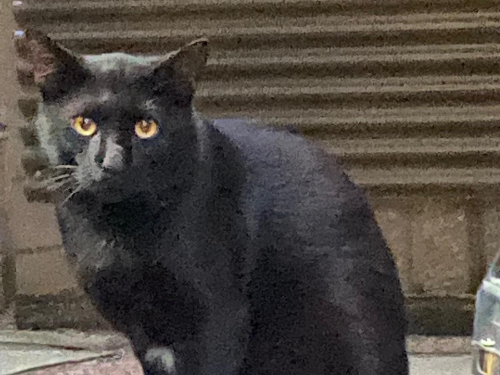目撃された猫 目撃された猫