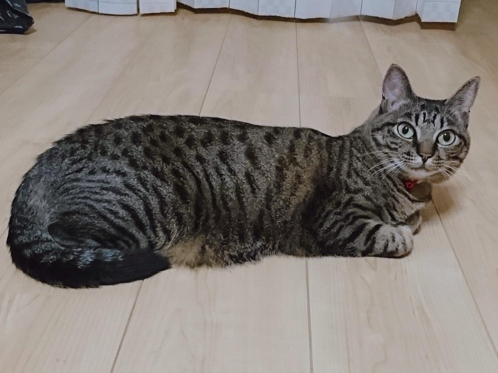 まろちゃん まろちゃん