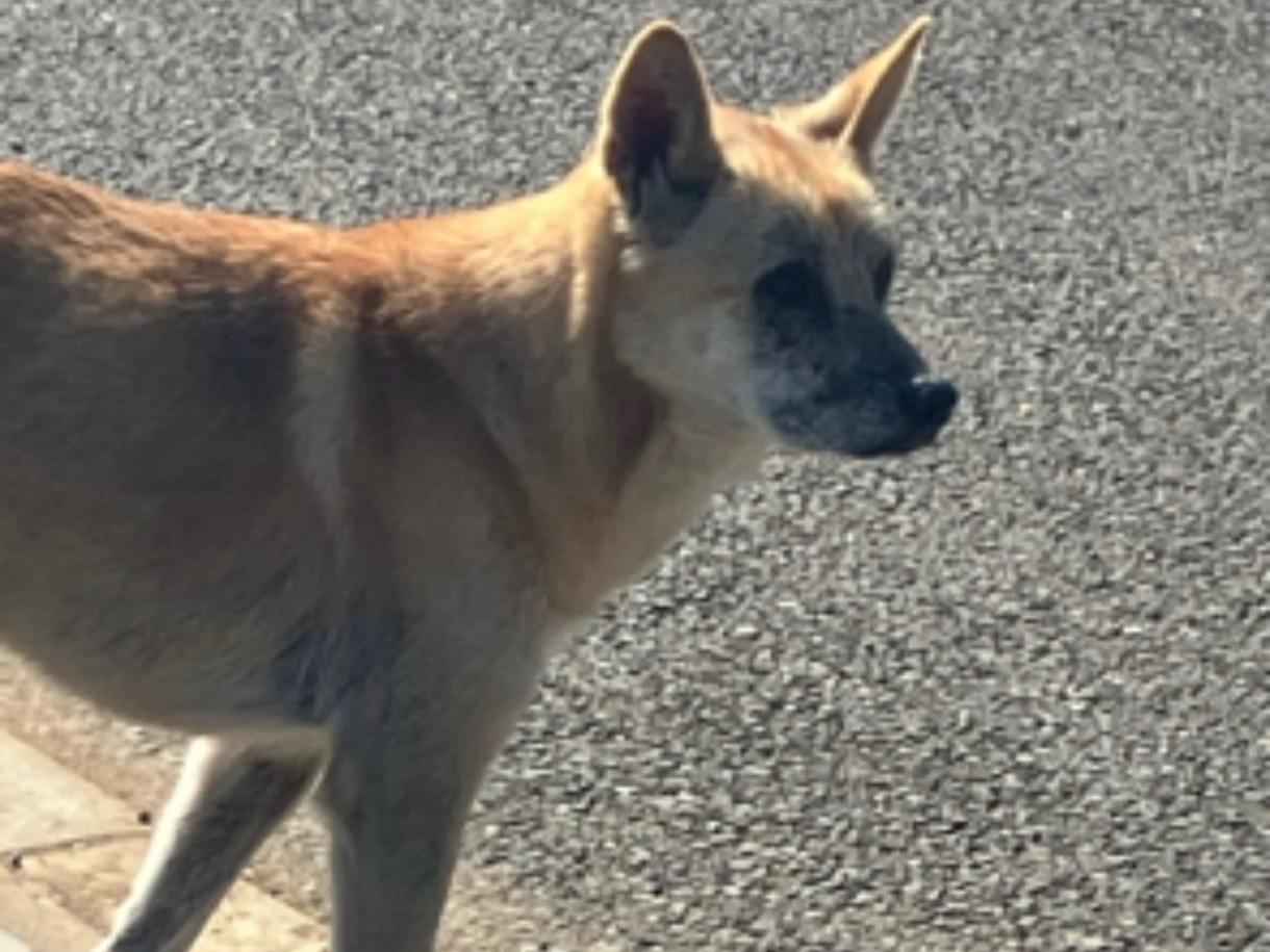 目撃された犬