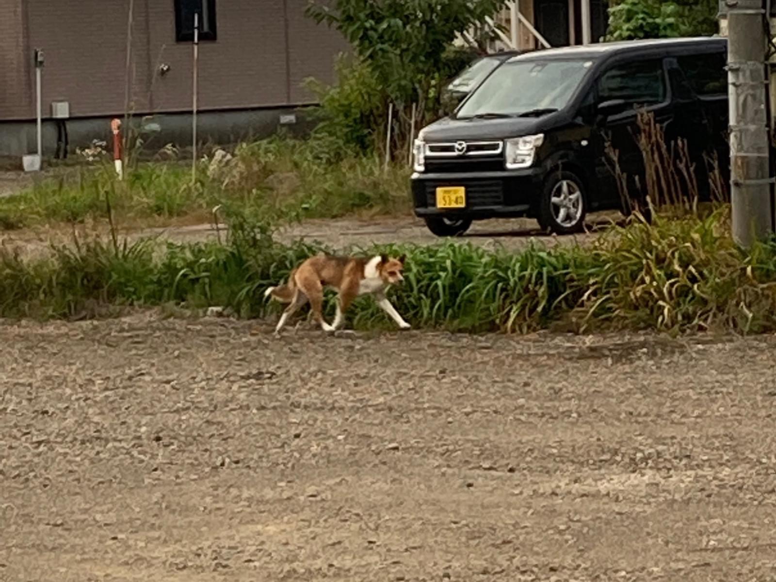 目撃された犬 目撃された犬