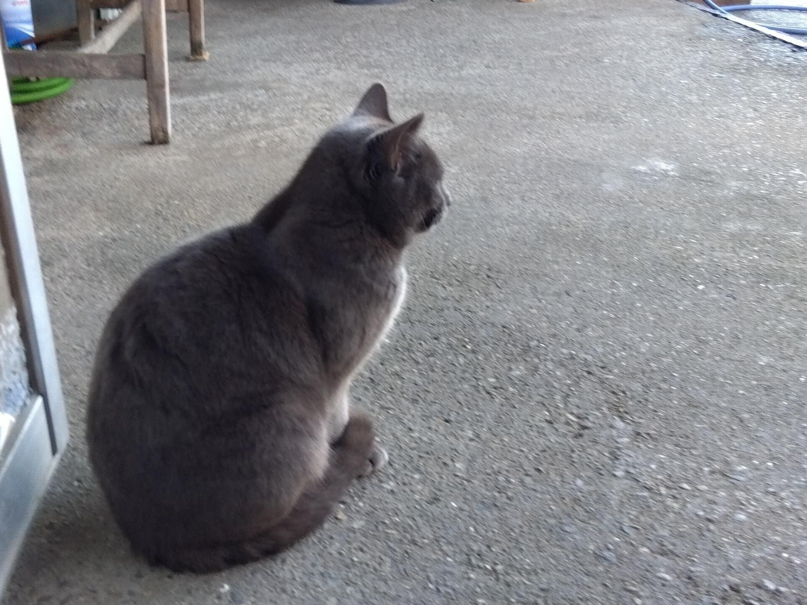 目撃された猫 目撃された猫