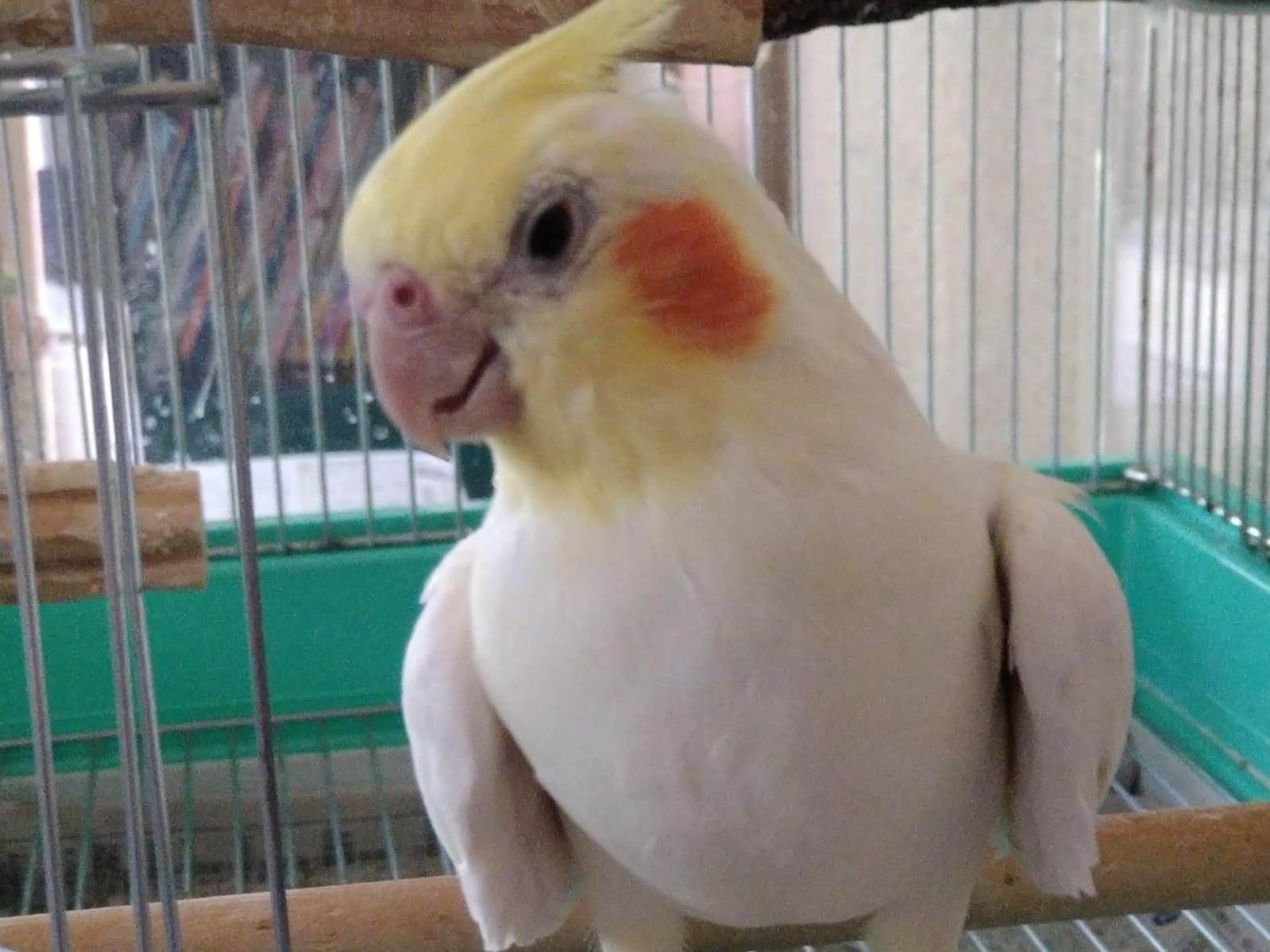 タンゴちゃん タンゴちゃん