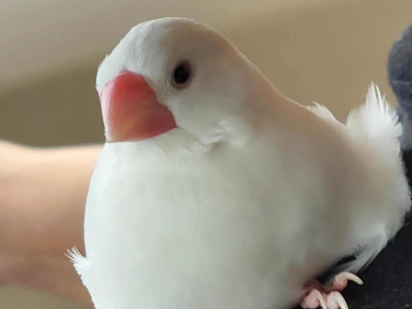 ふわちゃん ふわちゃん