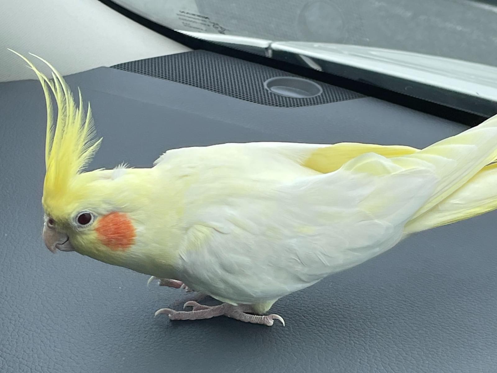 すざくちゃん すざくちゃん