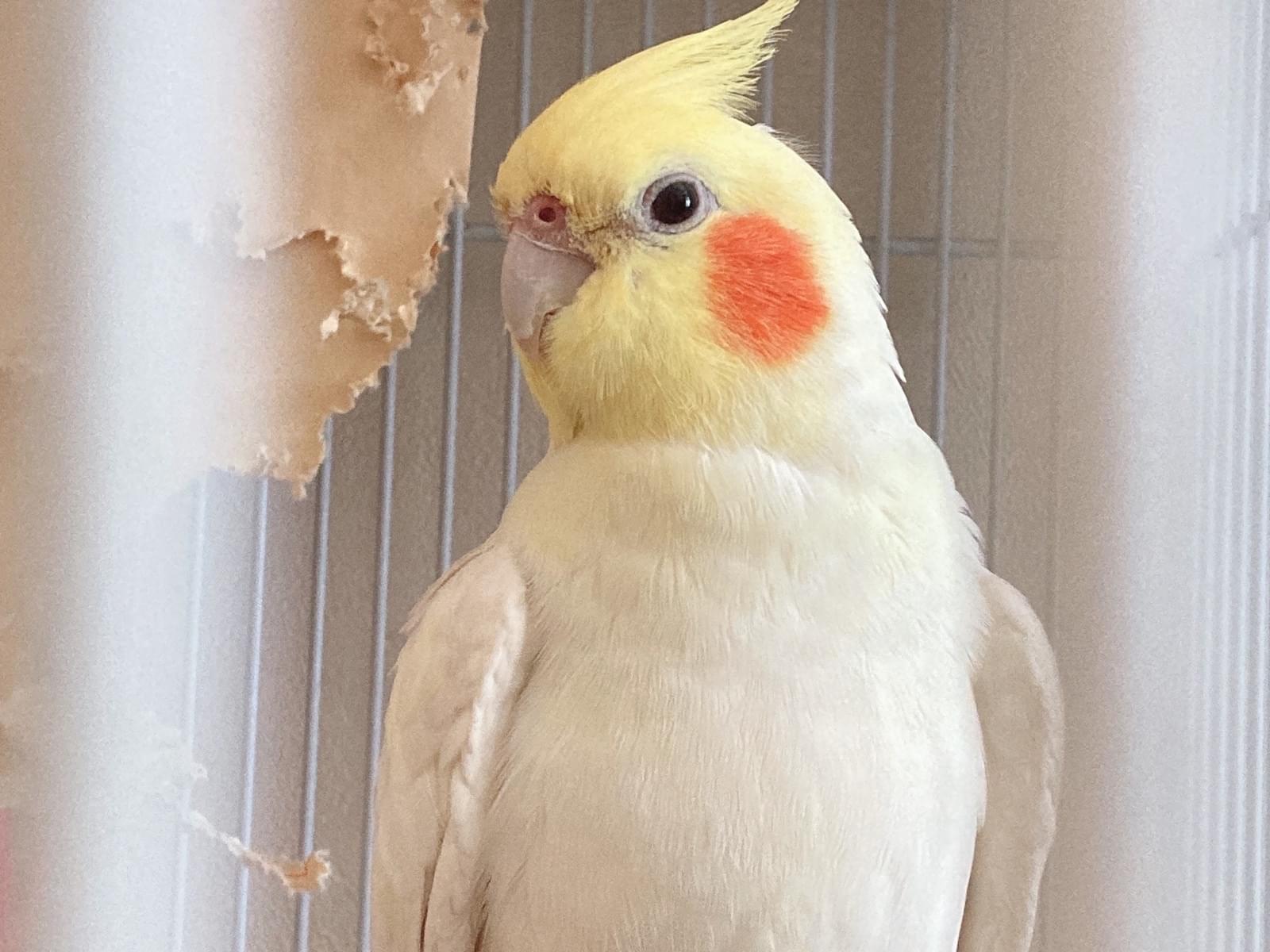 きんちゃん きんちゃん