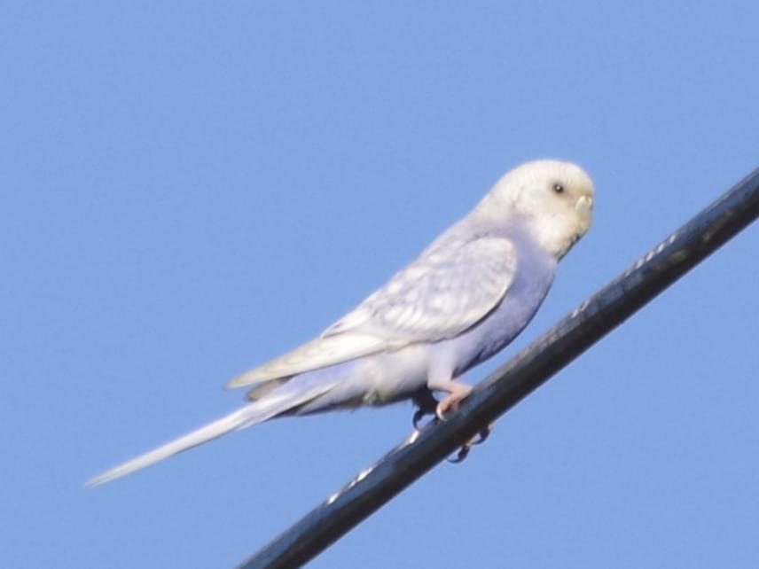 目撃された鳥 目撃された鳥