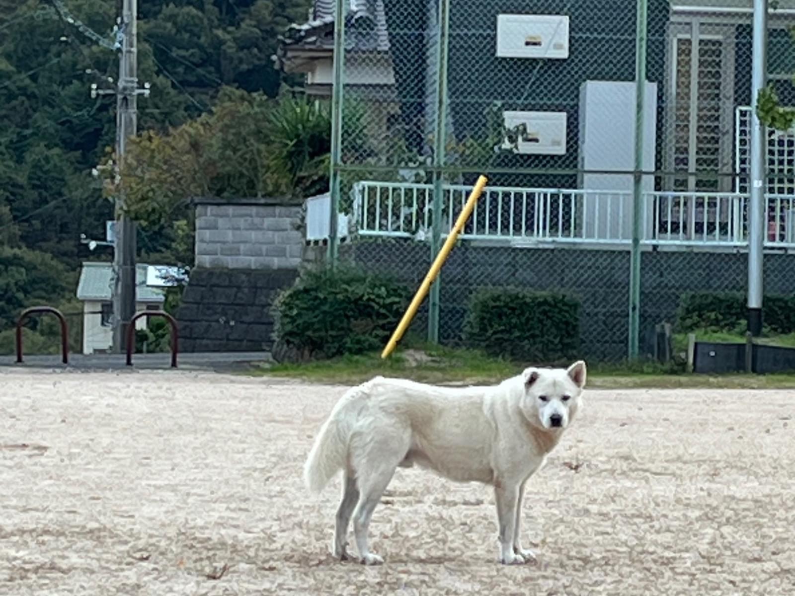 目撃された犬 目撃された犬