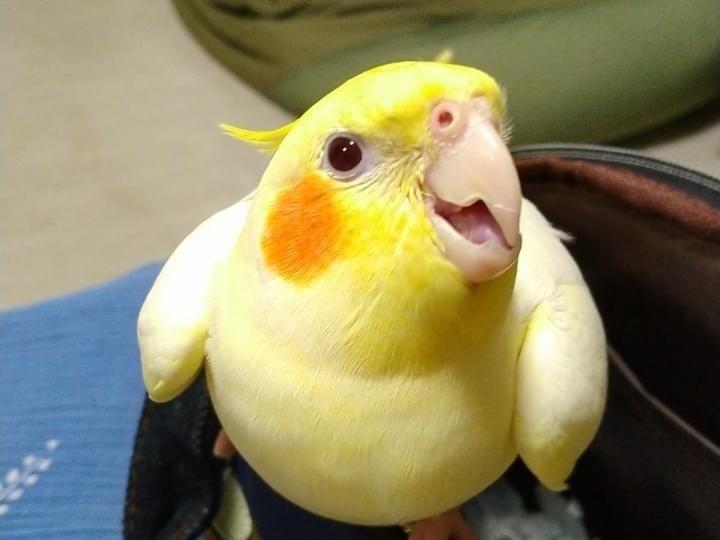びわちゃん びわちゃん