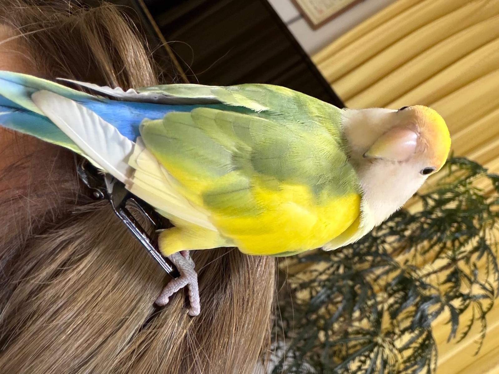 保護された鳥 保護された鳥