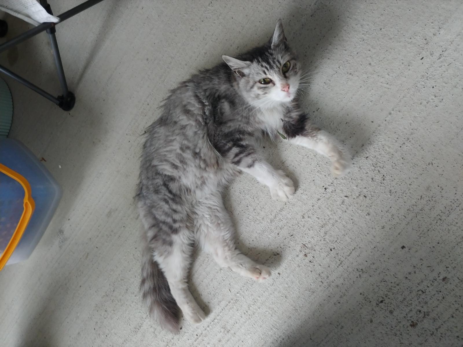 目撃された猫 目撃された猫