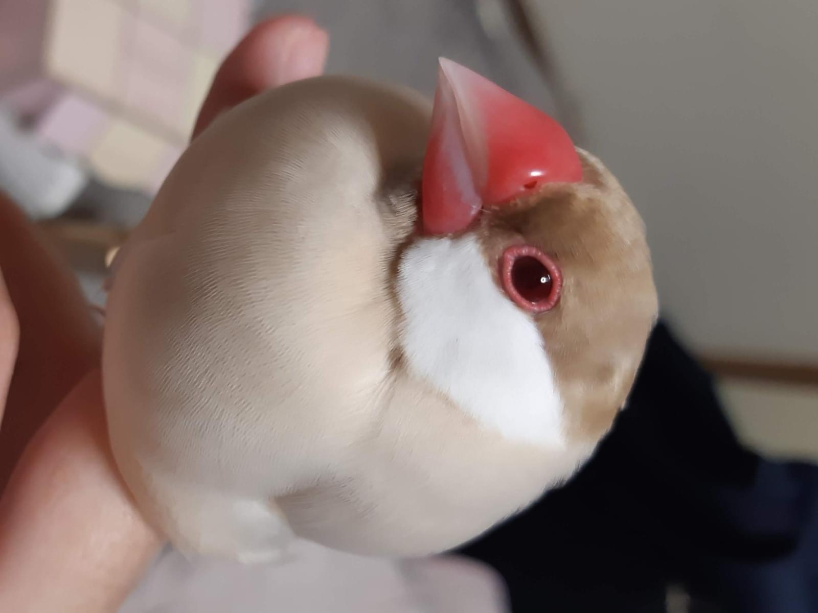 モカちゃん モカちゃん