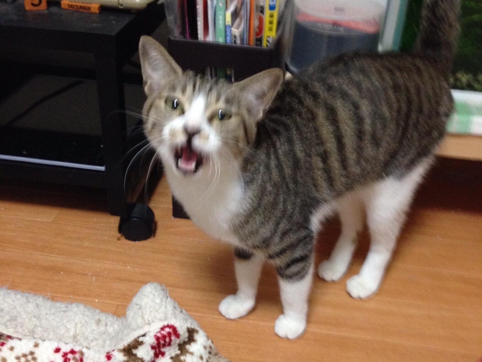 ナラちゃん ナラちゃん