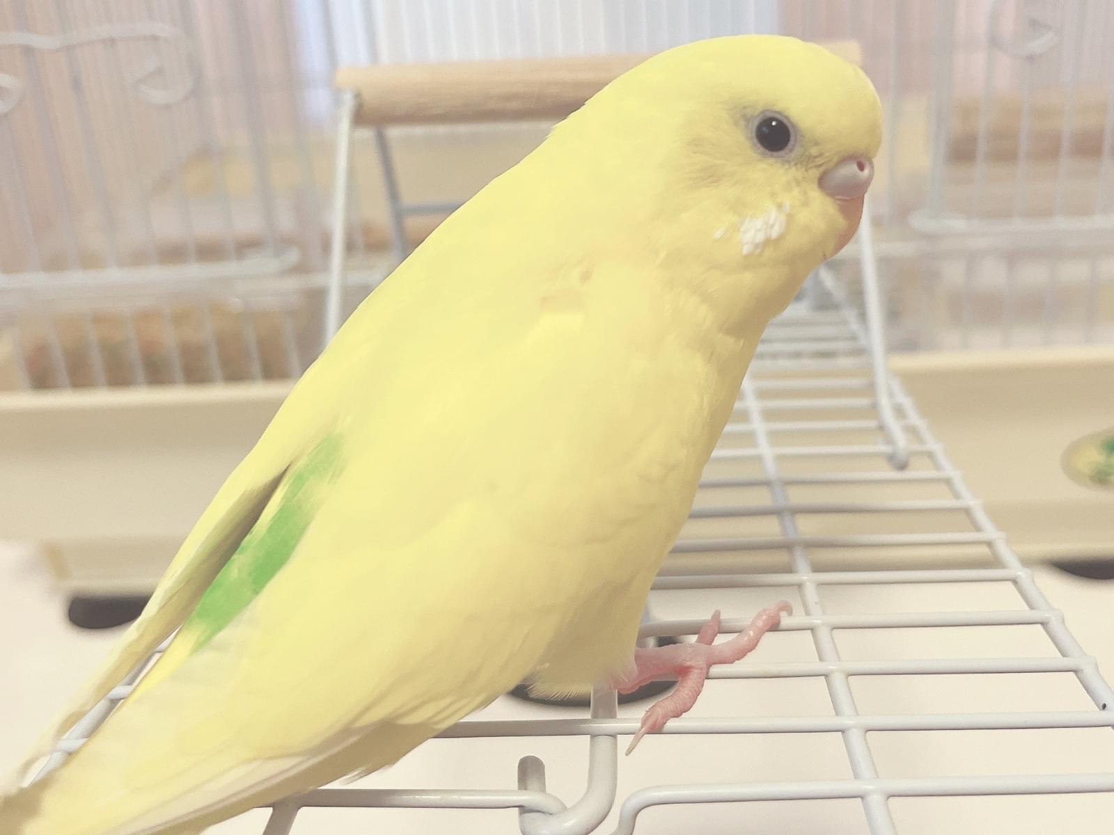 ぴよちゃん