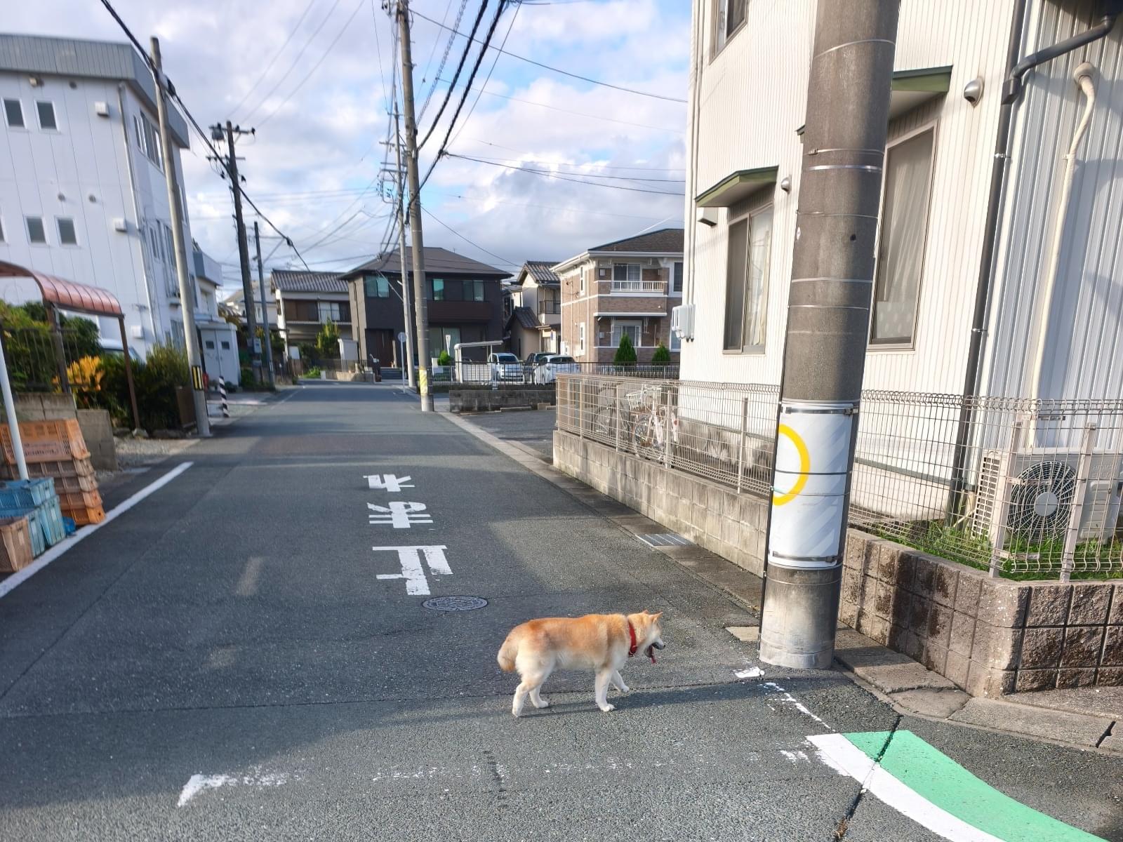 目撃された犬