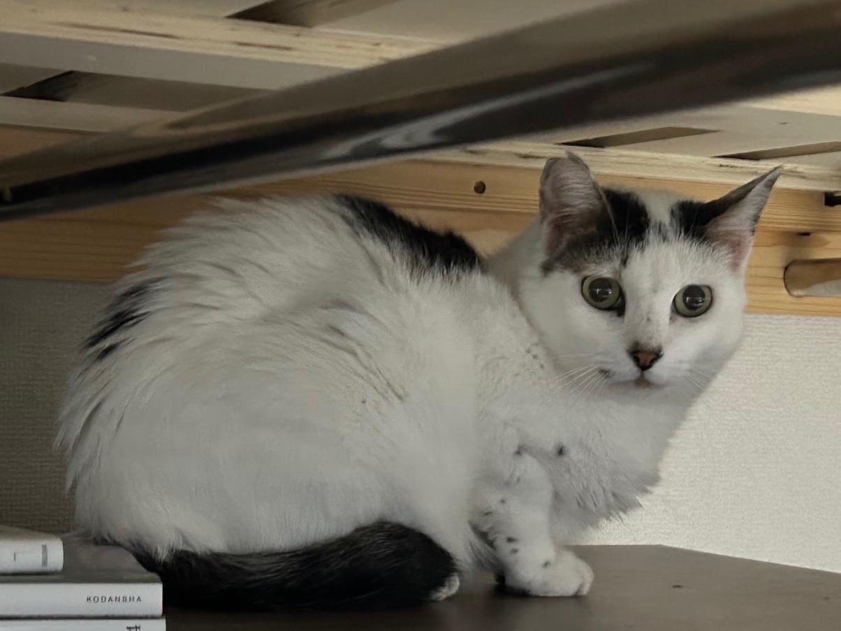 まめだいふくちゃん まめだいふくちゃん