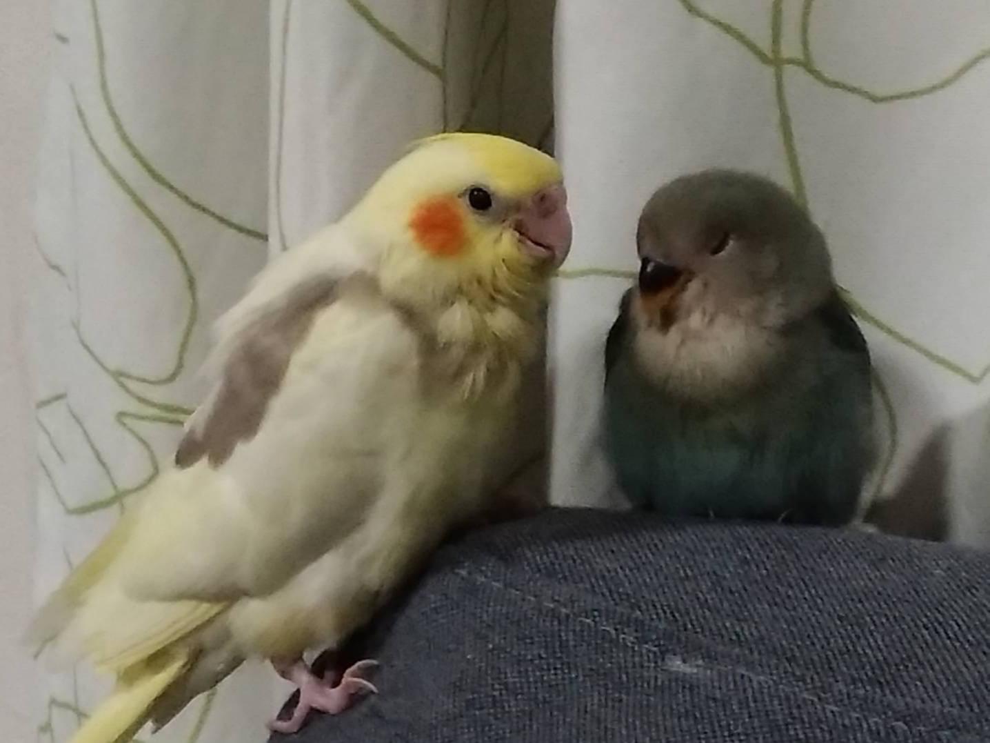 やんやんちゃん やんやんちゃん