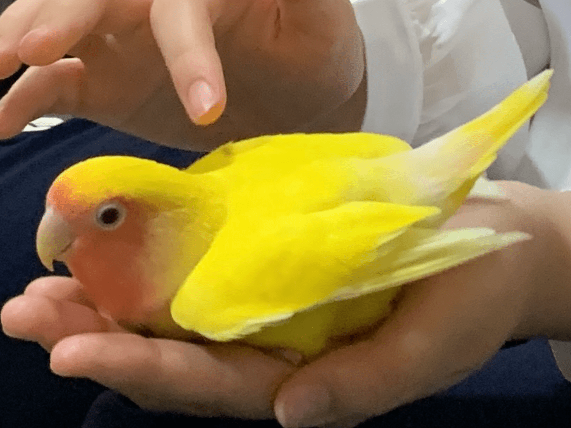 ピピちゃん ピピちゃん