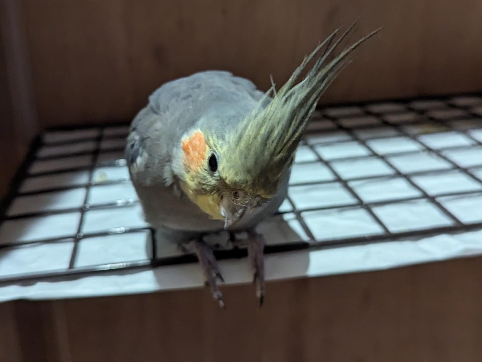 ココちゃん ココちゃん