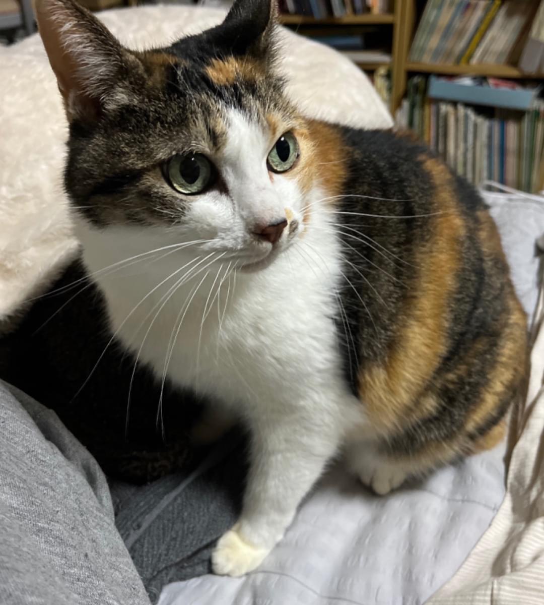 しっぽの短い三毛猫です