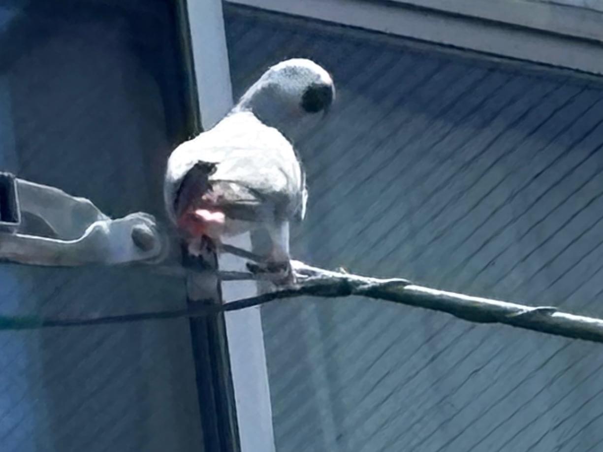 目撃された鳥