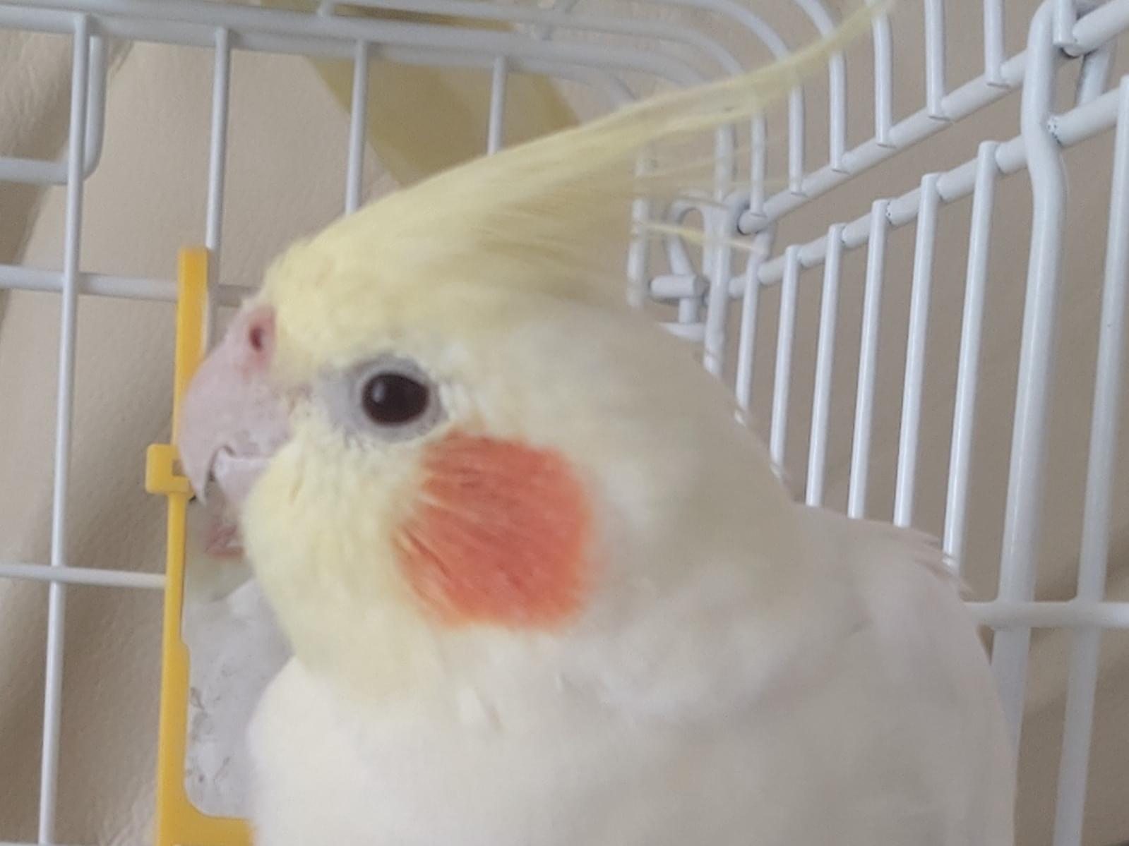 保護された鳥 保護された鳥