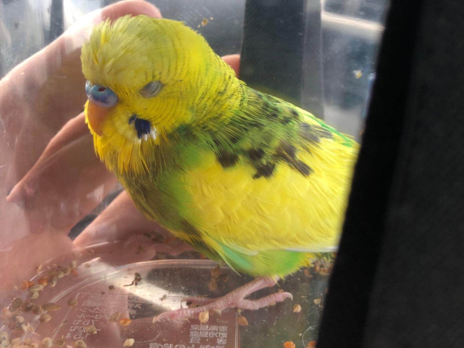 保護された鳥 保護された鳥