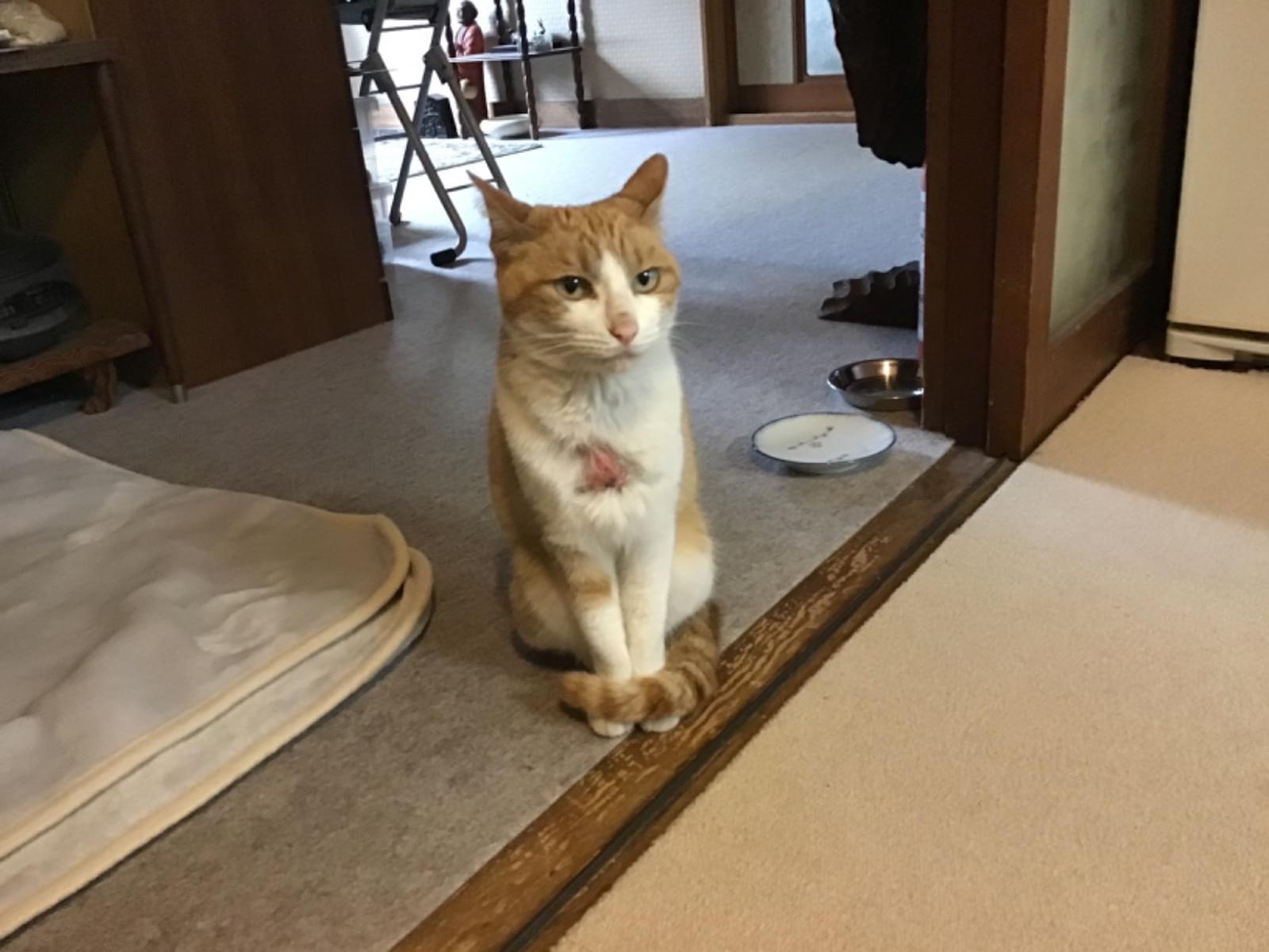保護された猫 保護された猫