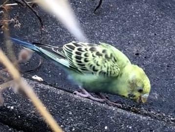 目撃された鳥 目撃された鳥