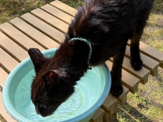 目撃された猫 目撃された猫