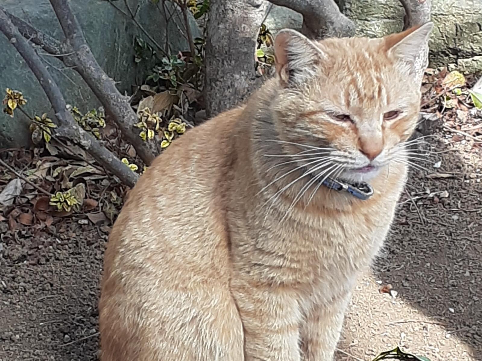 目撃された猫 目撃された猫
