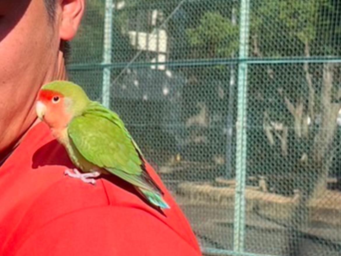 保護された鳥 保護された鳥