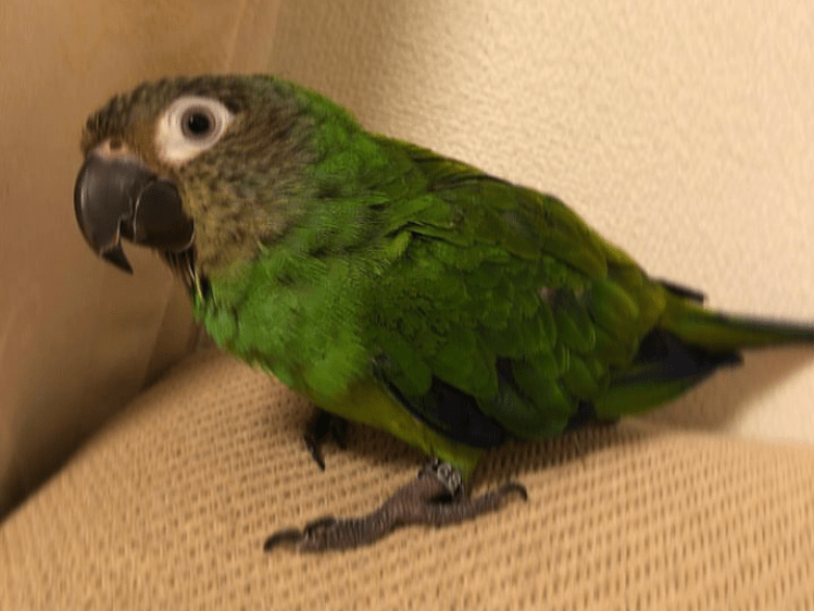 かぶちゃん かぶちゃん