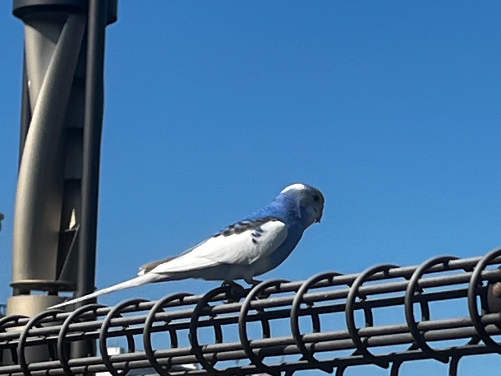 目撃された鳥