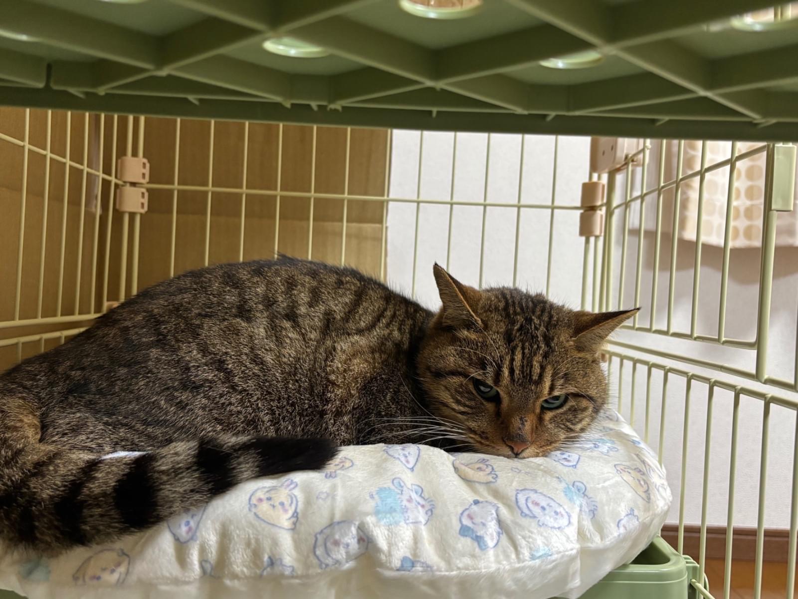 保護された猫 保護された猫