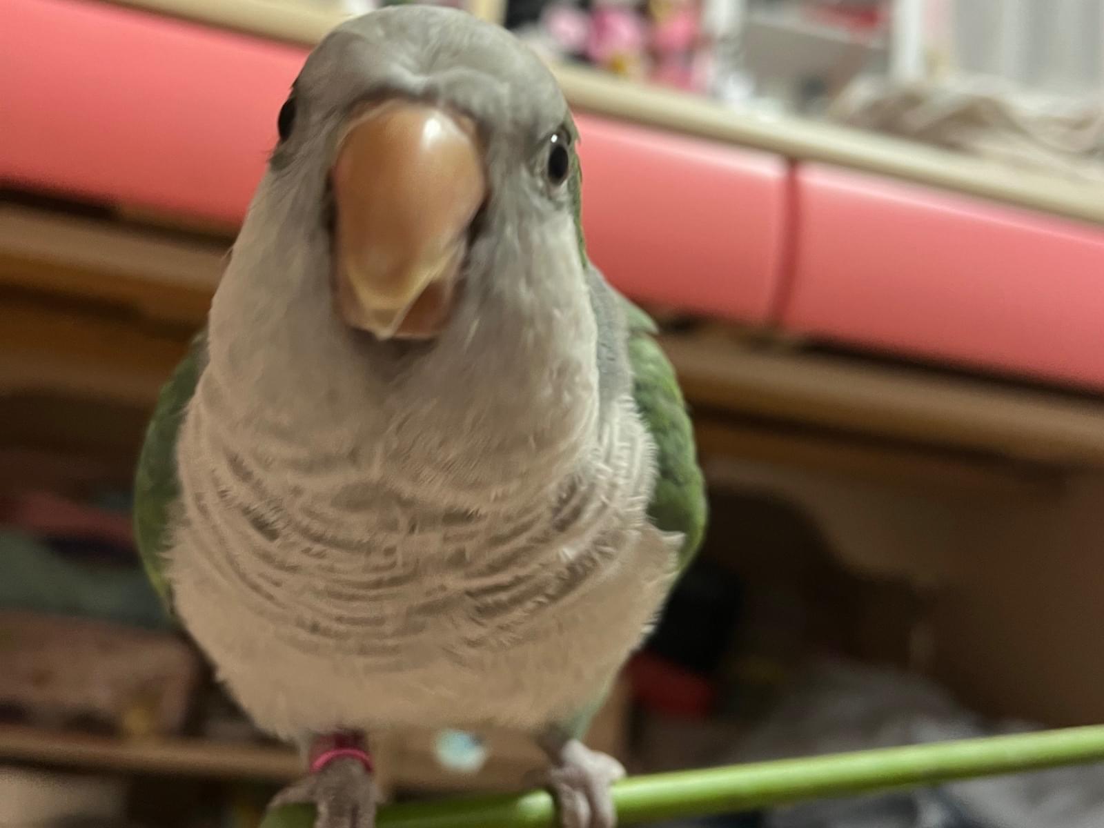 ぺいぺいちゃん ぺいぺいちゃん